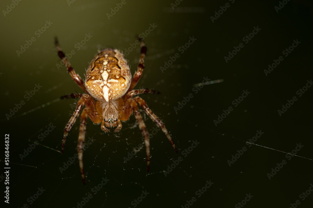 Poison Spider Images – Browse 39 Stock Photos, Vectors, and Video