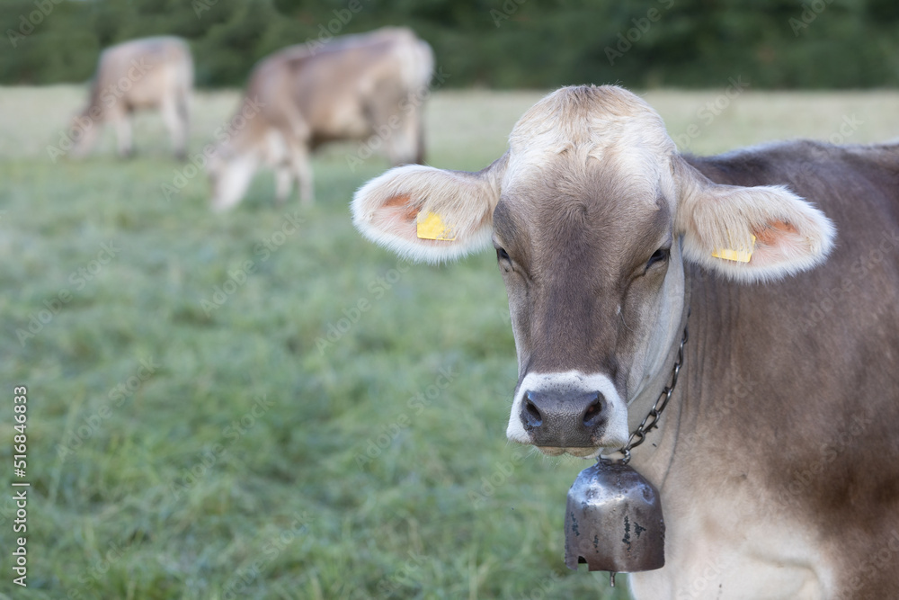 Portrait of a hornless cow with bell facing the camera against on the pasture, Swiss Brown Portrait of a hornless cow with bell facing the camera against on the pasture, Swiss Brown