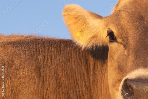 Photos Close-up of a young brown cow, cattle, heifer looking at camera against blue sky