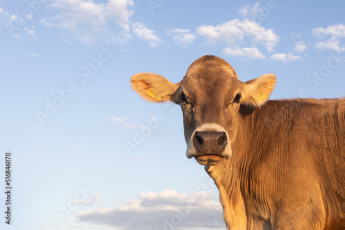 Portrait of a young, female and hornless cow facing the camera against blue sky, Swiss Brown © Daniela