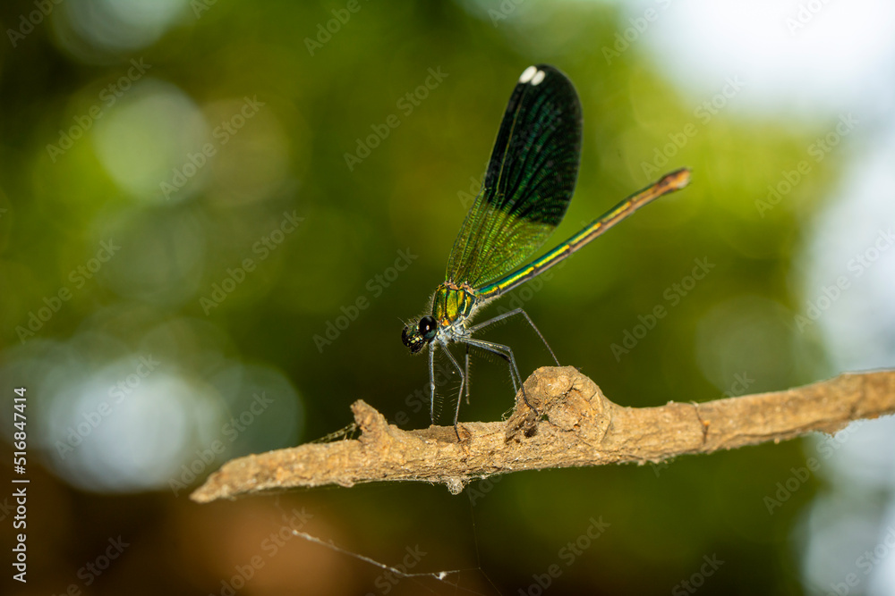 Macro shots, Beautiful nature scene damselfly. Macro shots, Beautiful nature scene damselfly.