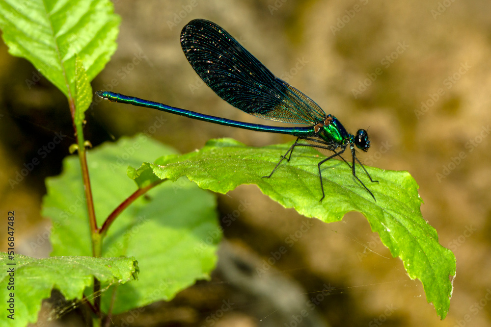 Macro shots, Beautiful nature scene damselfly. Macro shots, Beautiful nature scene damselfly.