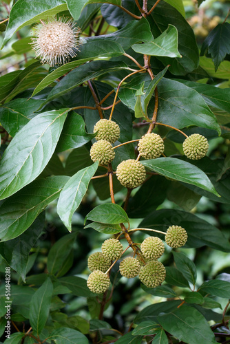 Buttonbush (Cephalanthus occidentalis). Called Button willow, Buck bush and Honey bells also