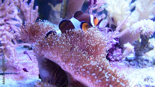 mphiprion Ocellaris Clownfish swimming in Marine Aquarium. Clown fish hiding in colorful anemone
