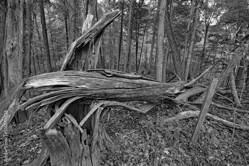 A broken and twisted tree trunk shows the power of the forces of nature.
