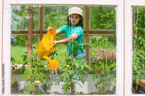A little girl in a green T-shirt and white hat, waters with a yellow watering can, tomato bushes © Natasha 