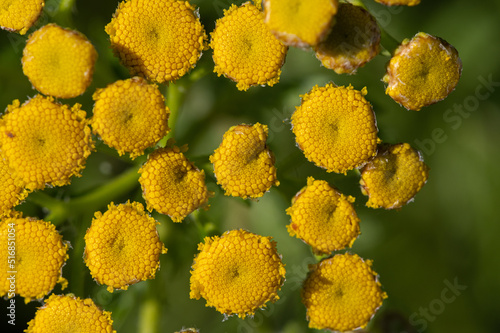 Tanacetum vulgare - Tansy - Tanaisie commune photo