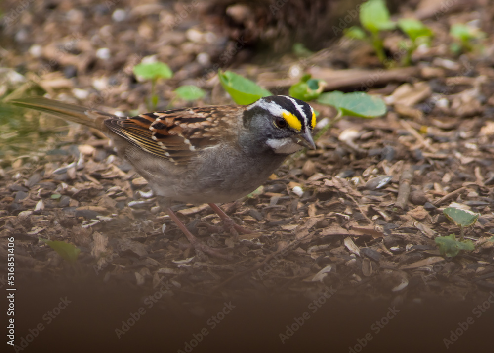 Fototapeta premium bird on ground