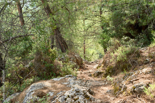 stone in the forest