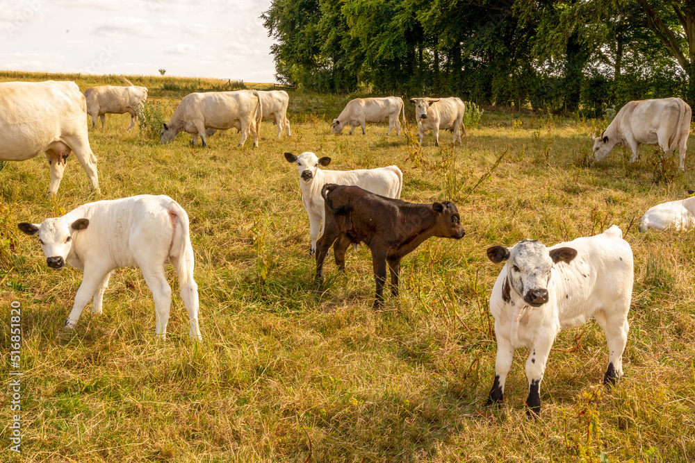 Three week old White Park calves.Rare breed kept on open pasture all year round. Three week old White Park calves.Rare breed kept on open pasture all year round.