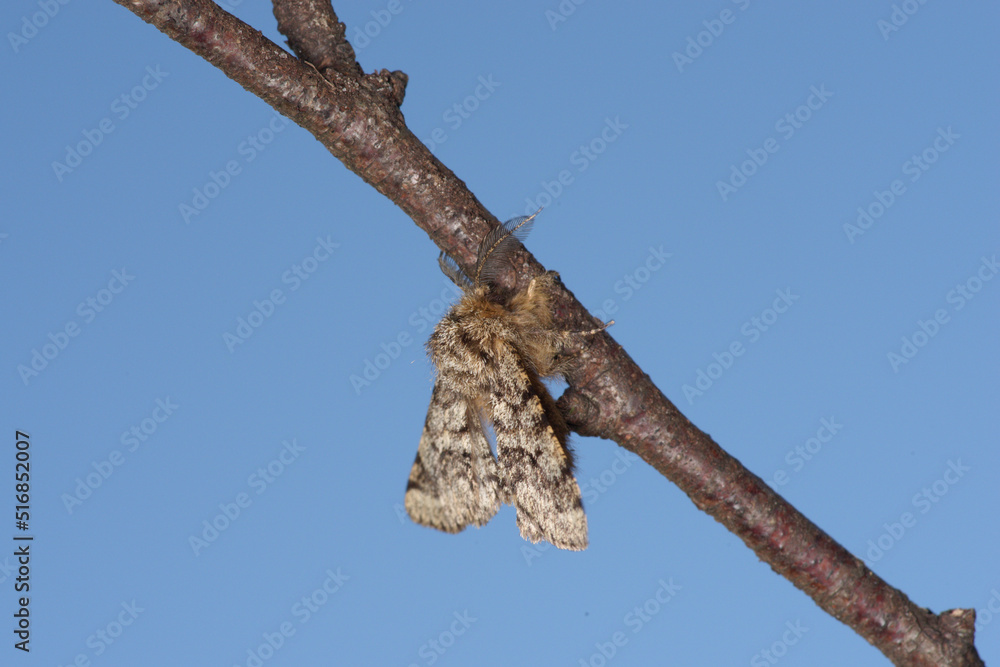 Fototapeta premium Papillon de la Phalène hérissée sur une brindille