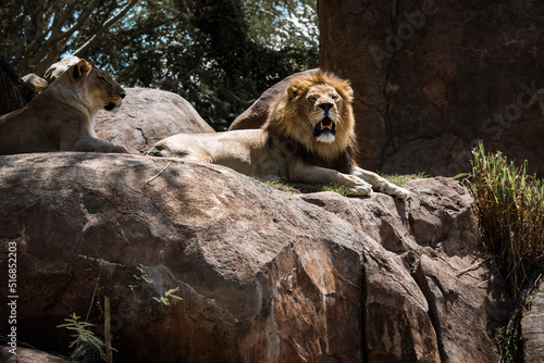 Photography lion and lioness