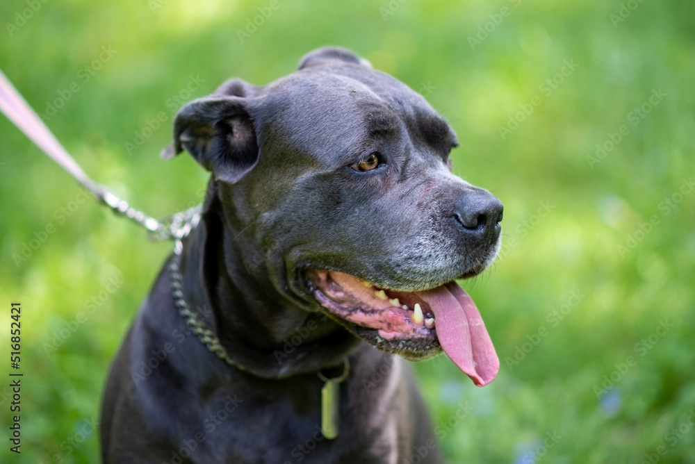 Cane Corso Close up on green grass background