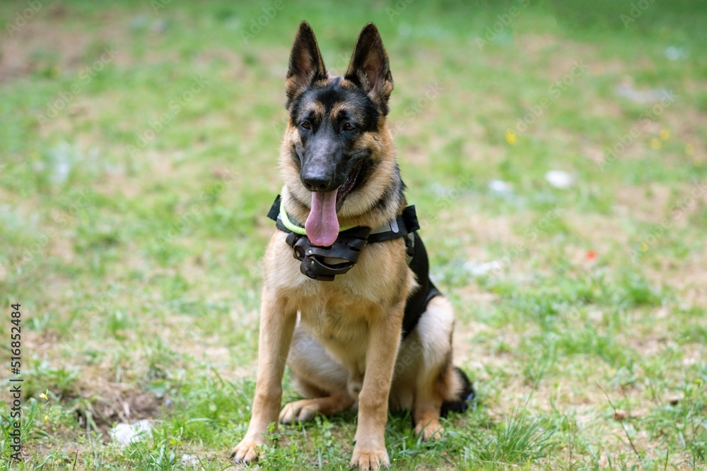 Service German Shepherd, in unloading, sticking out his tongue, sits on the grass