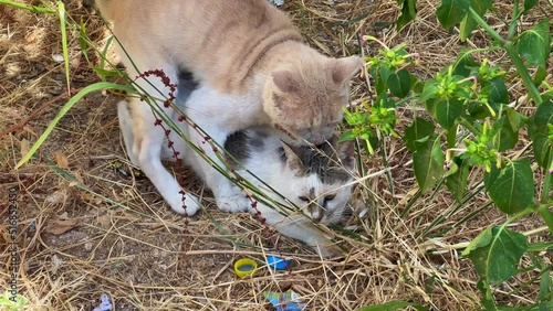 Homeless cats making love outdoors
