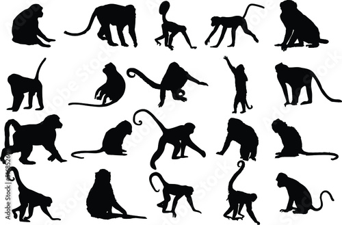 The set of Monkey silhouettes - animals silhouette
