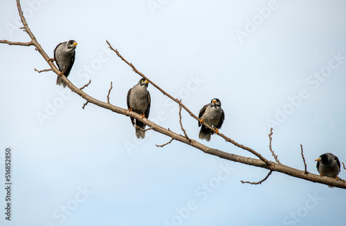 Australian Noisy Miner (Manorina melanocephala) © Tara