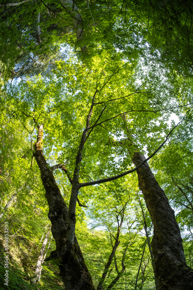 Fototapeta premium ふくしま桧枝岐村のブナの森