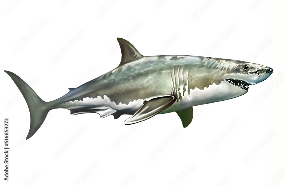 great white shark, man-eating shark, Carcharodon carcharias