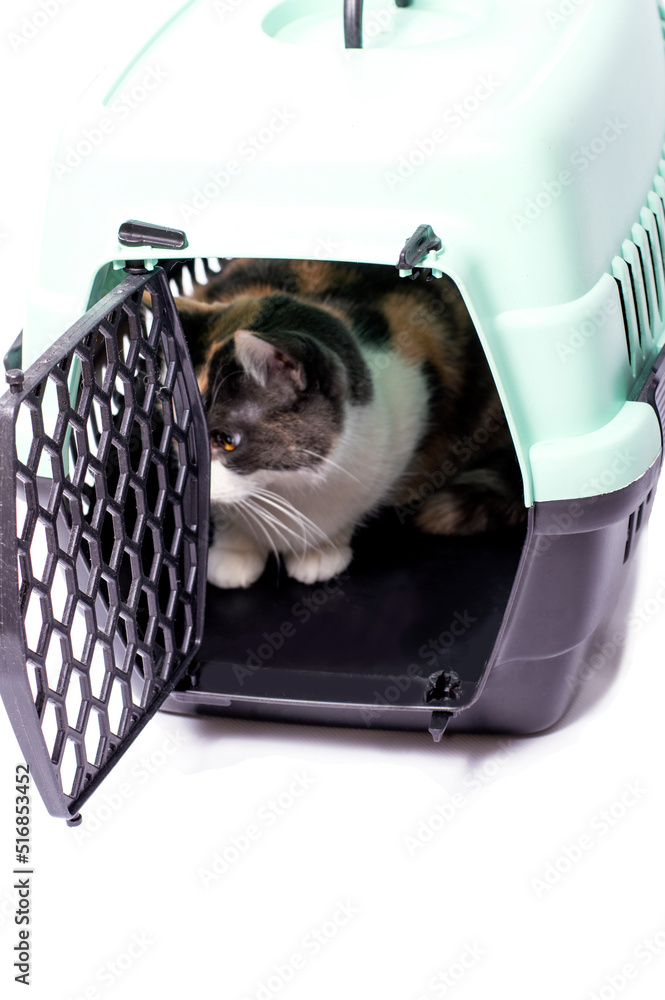 isolated image, a cat hiding in a cat carrier,