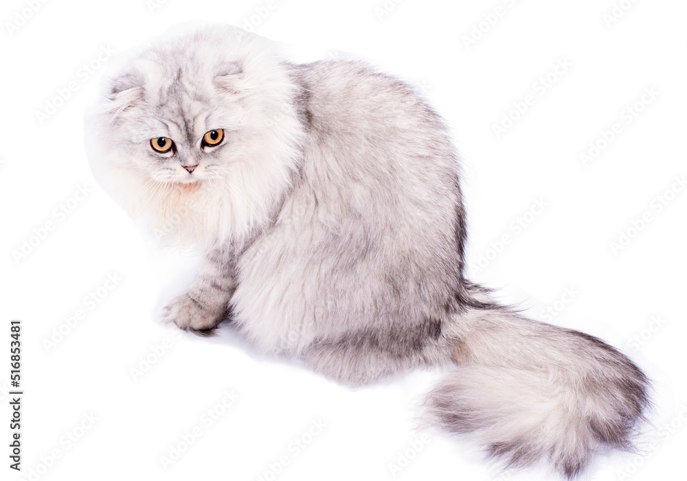 beautiful fluffy scottish fold cat light silver chinchilla sitting, isolated image