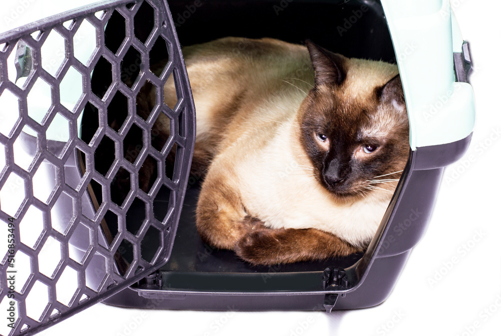 Thai cat is resting inside a cat carrier, an isolated image