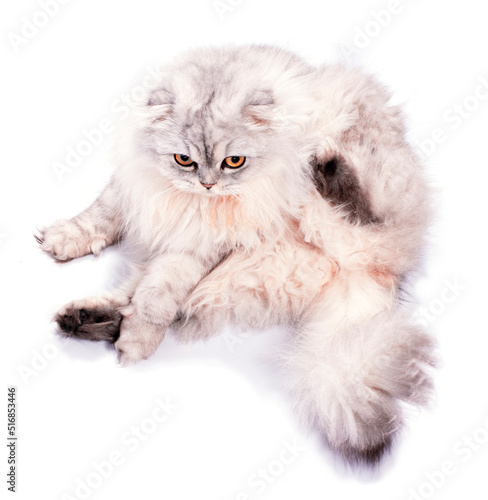 beautiful fluffy scottish cat silver chinchilla sitting, isolated image