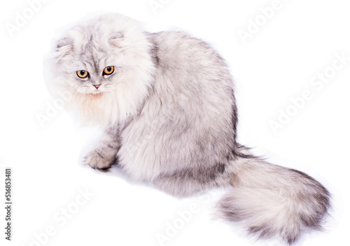 Obraz na płótnie beautiful fluffy scottish fold cat light silver chinchilla sitting, isolated image w salonie