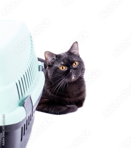 Scottish black cat lies next to a cat carrier, isolated image