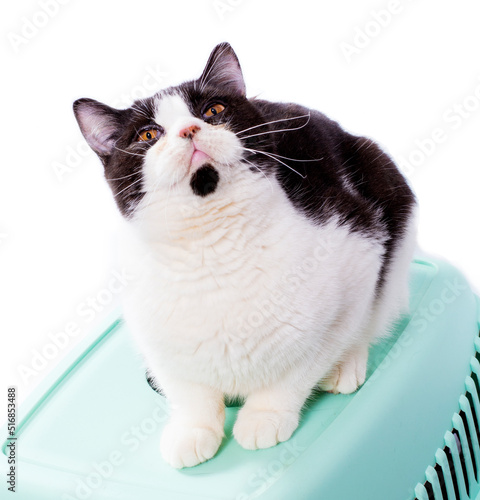 big Scotland bicolor cat sits on top of a cat carrier for carrying animals, isolated image