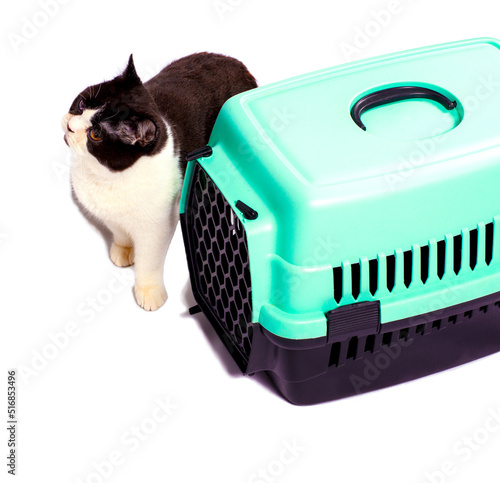 isolated image ,large Scottish bicolor cat near a cat carrier for carrying animals
