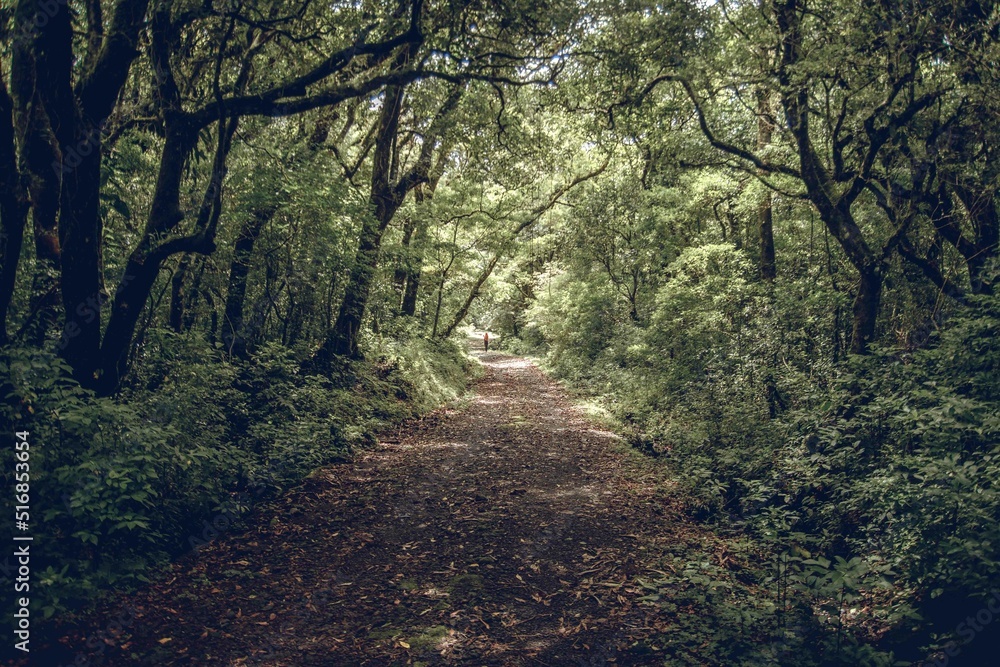 Naklejka premium Forest