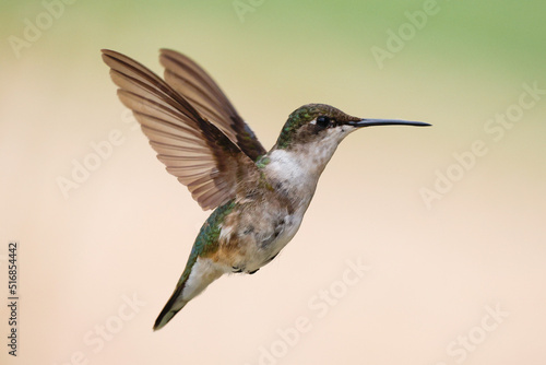 hummingbird in flight © cfabian