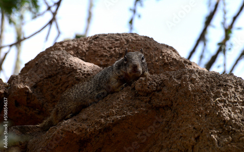 Grey squirrel photo