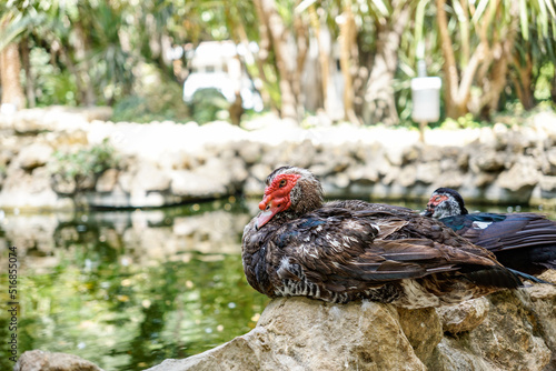 ducks in the maria luisa park , Seville, Spain. photo