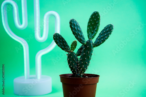 light cactus and natural cactus on green background, Seville, Spain. photo