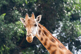 Face of adult giraffe in Guatemala zoo, central america, vertebrate mammal illuminated with natural light, endangered.