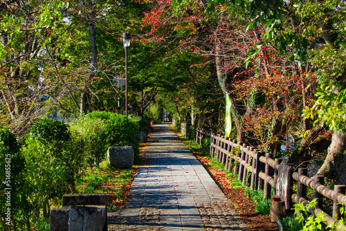 autumn path in a park