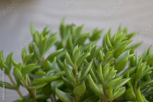 close up of green leaves sprouting on a plant