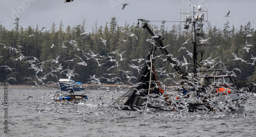 Gulls and Boat Fishing for Herring, Sitka, Alaska photo