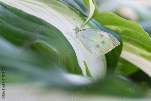 Fotobehang Close up of a cabbage butterfly