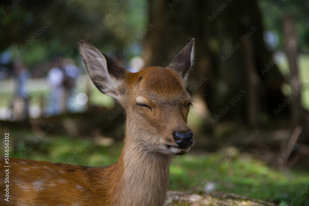 deer resting in Nara park deer resting in Nara park