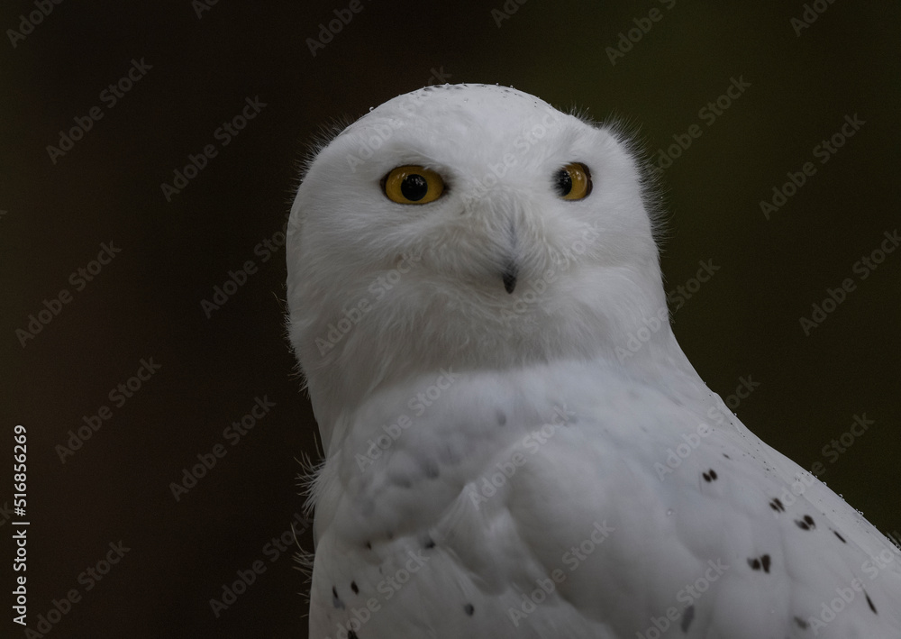 Obraz premium Snowy Owl, Alaska Raptor Center