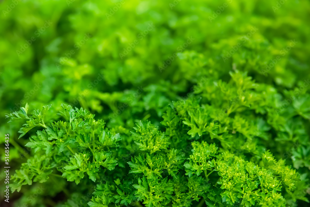 Close up of green parsley. Decorative parsley, seasoning for dishes. Close up of grass. Natural background from plants. Dark green grass background or texture.
Close up of green parsley. Decorative parsley, seasoning for dishes. Close up of grass. Natural background from plants. Dark green grass background or texture.
