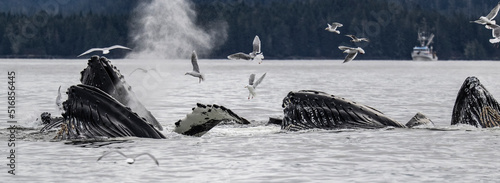 Photos Bubble Feeding Humpback Whales, Sitka, Alaska