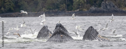 Humpback Whales Bubblenet Feeding