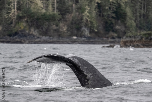 Humpback Whale, Fluke, Sitka, Alaska © Betty Sederquist