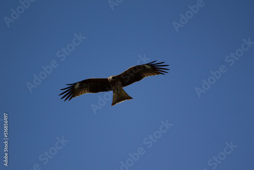 bird of prey in flight © Mikolaj