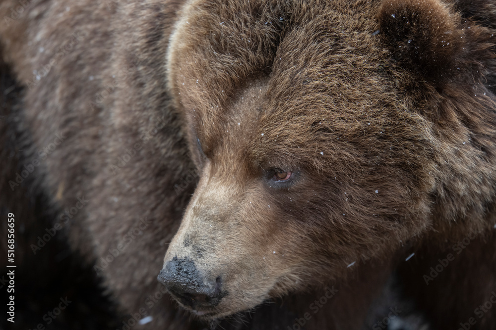 Captive Brown Bear at Fortress of The Bear Rescue Center, Sitka, Alaska