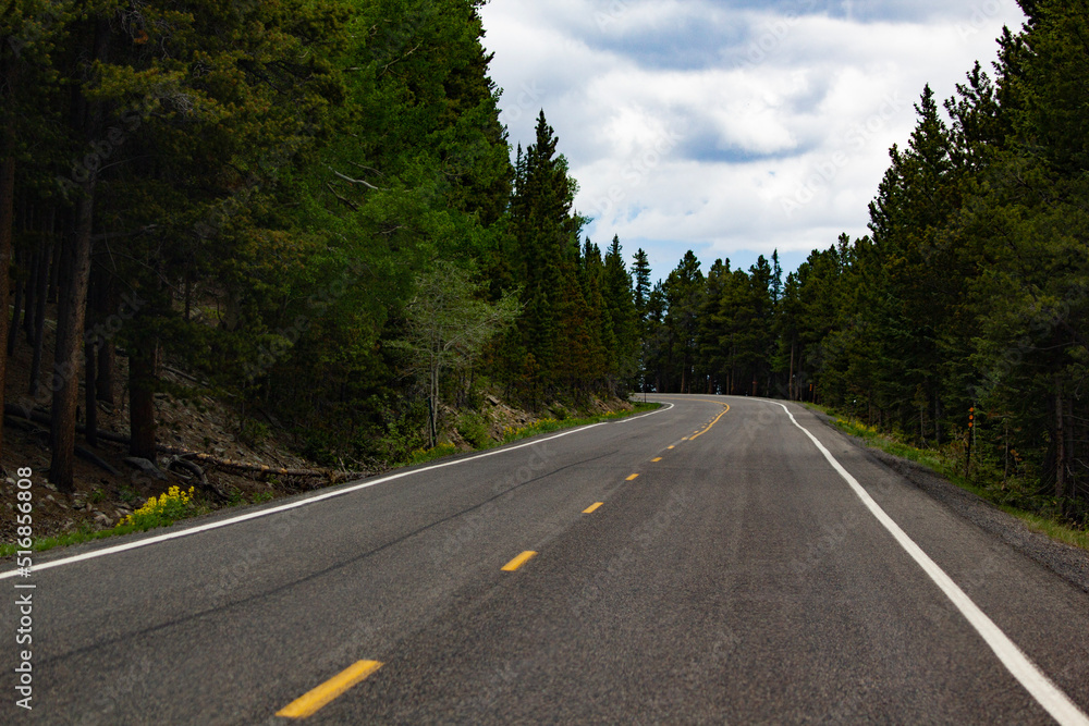 Naklejka premium road in the forest
